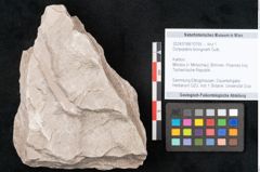 Foto (Objekt + Etikett) von Dictyopteris brongniarti Gutb. (NHMW-GEO-2024-0188-10765)